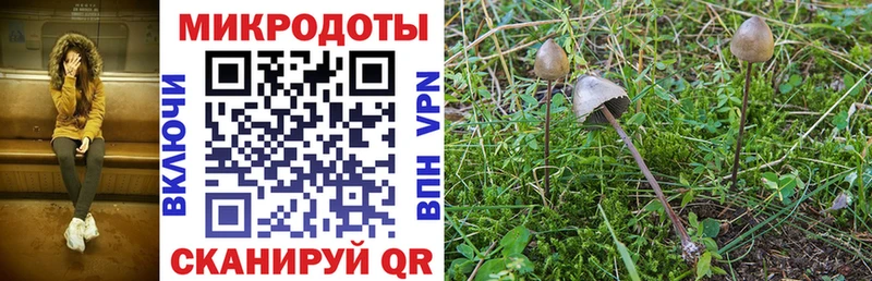 Псилоцибиновые грибы Psilocybine cubensis  Купить где  Оленегорск 